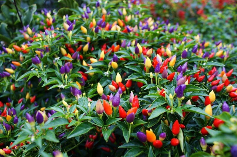 bolivian-rainbow-pepper-10-seeds-super-hot-chiles