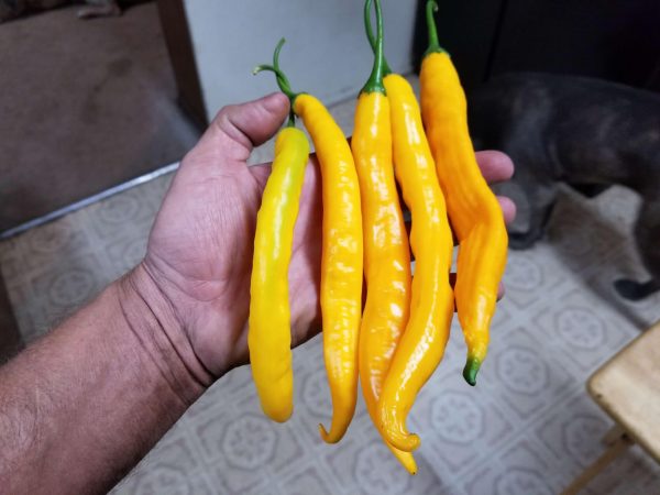 ChilesAjiGuyana8 2018