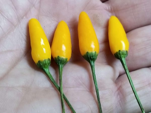 ChilesYellowPequin2 2018