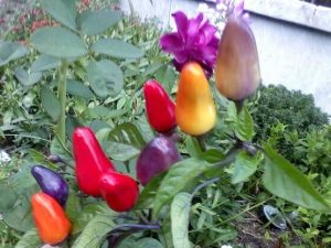 Chinese Five Color Pepper Archives | Super Hot Chiles Chinese Five Color Pepper Archives | Super Hot Chiles