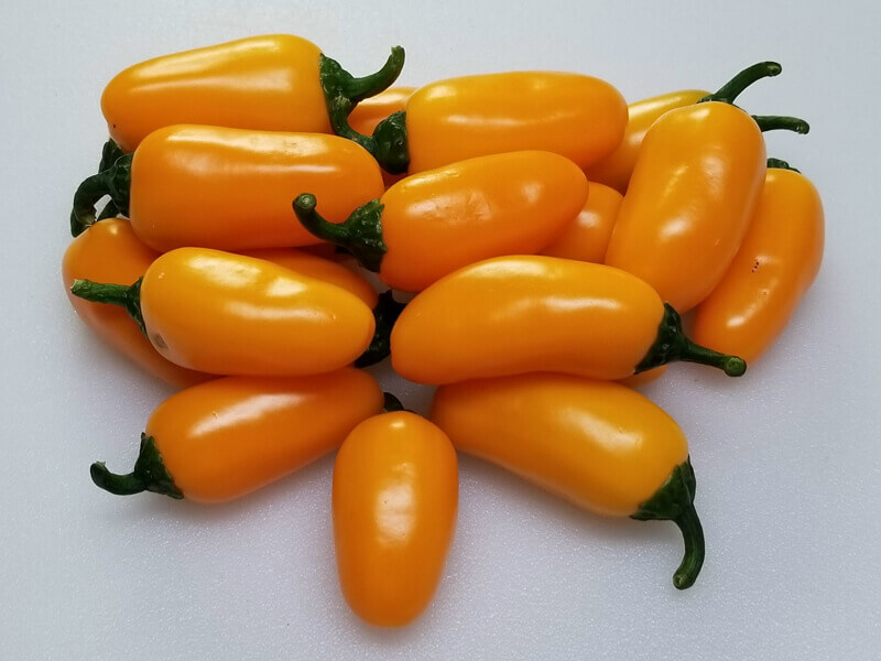 Pumpkin Spice Jalapeno 1