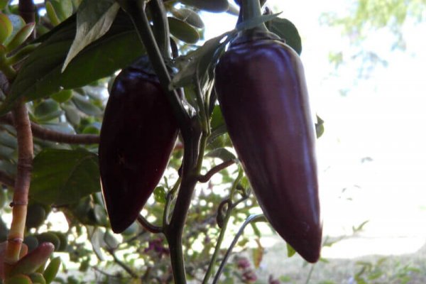 The Purple Jalapeno 1