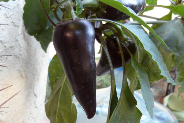 The Purple Jalapeno 10