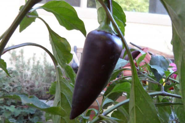 The Purple Jalapeno 11