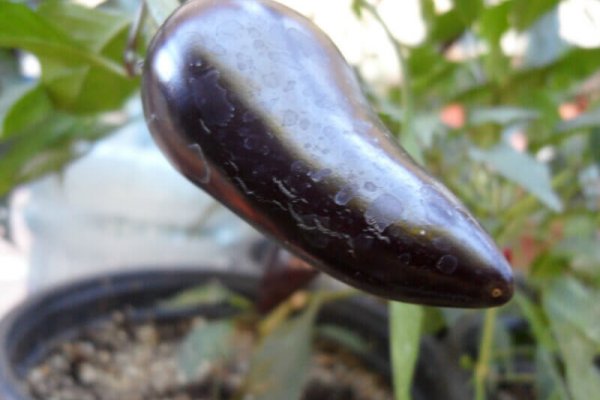 The Purple Jalapeno 12