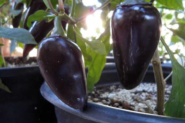 The Purple Jalapeno 13