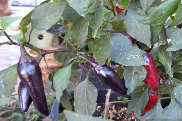 The Purple Jalapeno 2