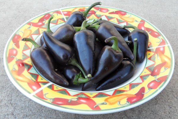 The Purple Jalapeno 3