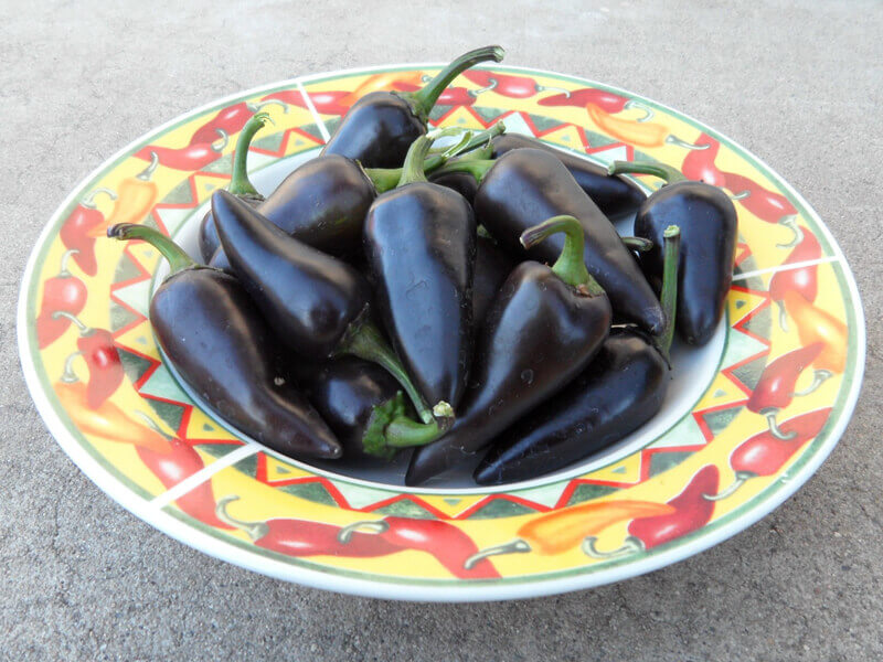 The Purple Jalapeno 3