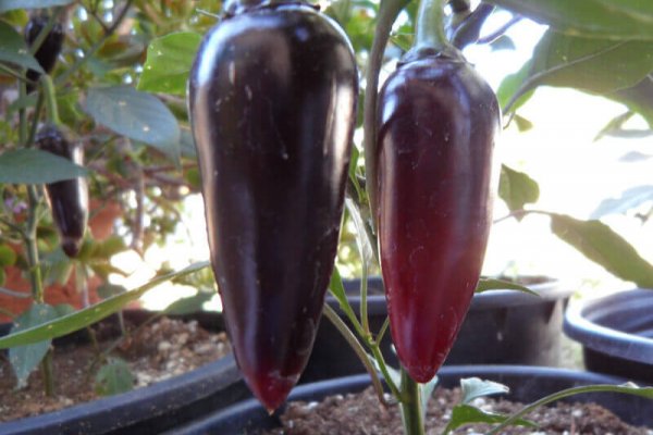 The Purple Jalapeno 4