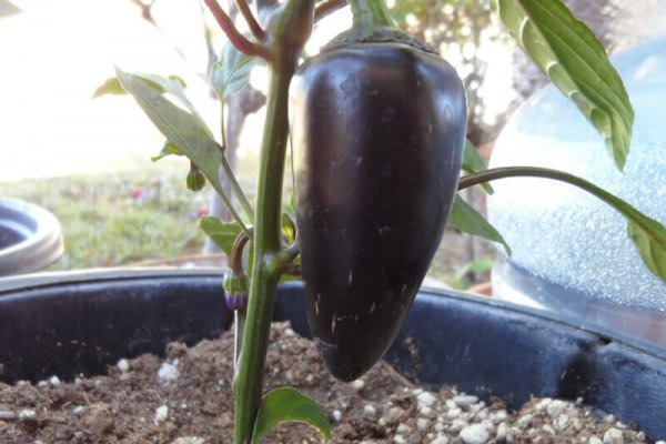 The Purple Jalapeno 5