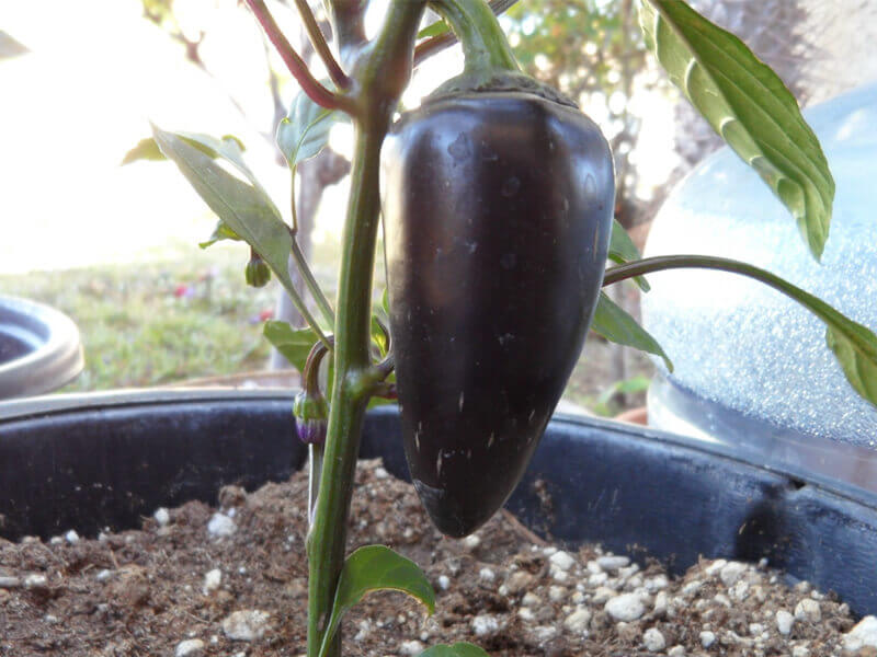 The Purple Jalapeno 5