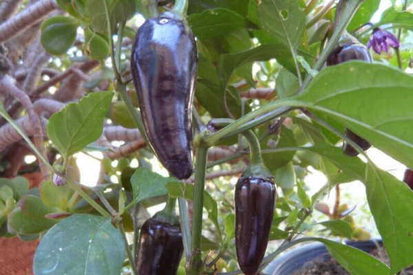 The Purple Jalapeno 6