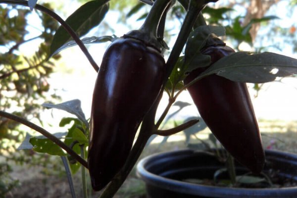 The Purple Jalapeno 7