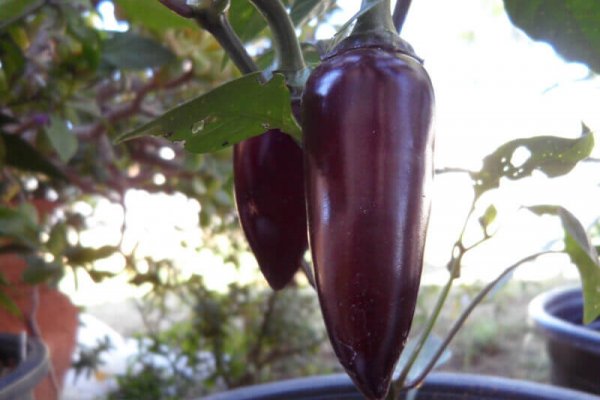 The Purple Jalapeno 8