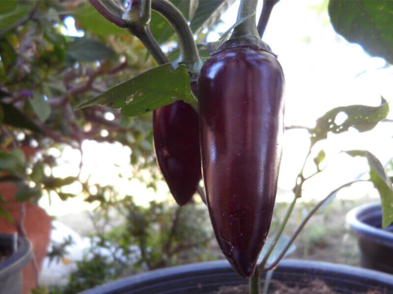 The Purple Jalapeno 8