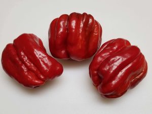 chilesAntepAciDolma7 2018