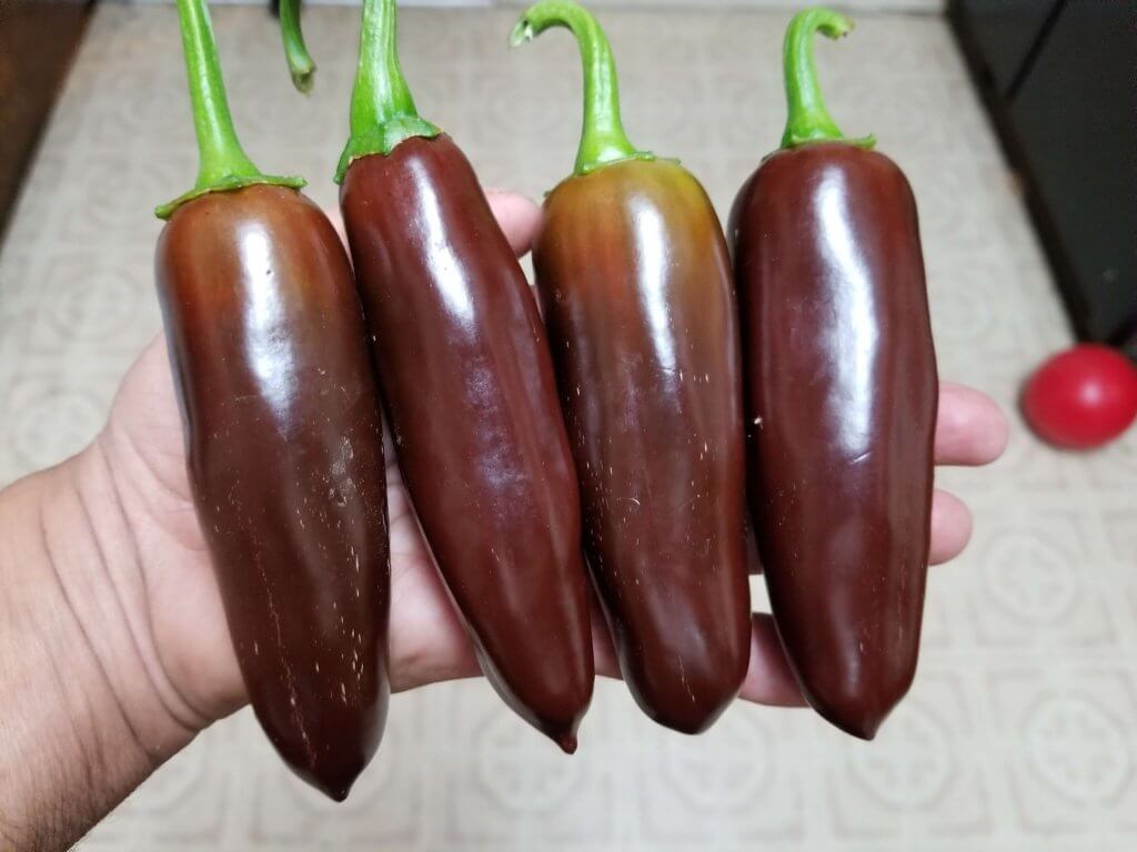 Brown Jalapeno Pepper 10+ Seeds Super Hot Chiles