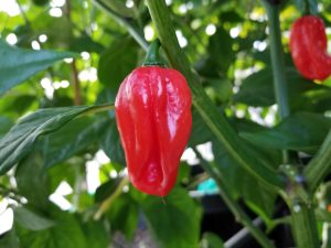ChilesAjiDulceRed5 2018
