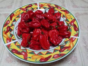 ChilesArrozConPollo9 2015