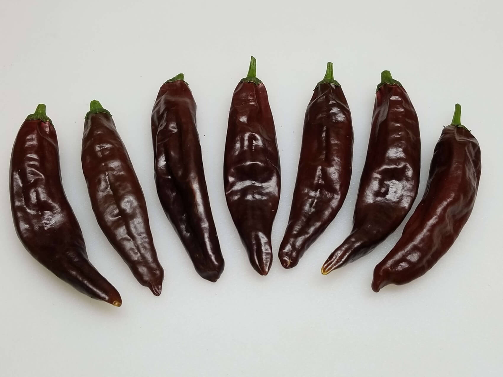 ChilesChocolateMirasol7 2018