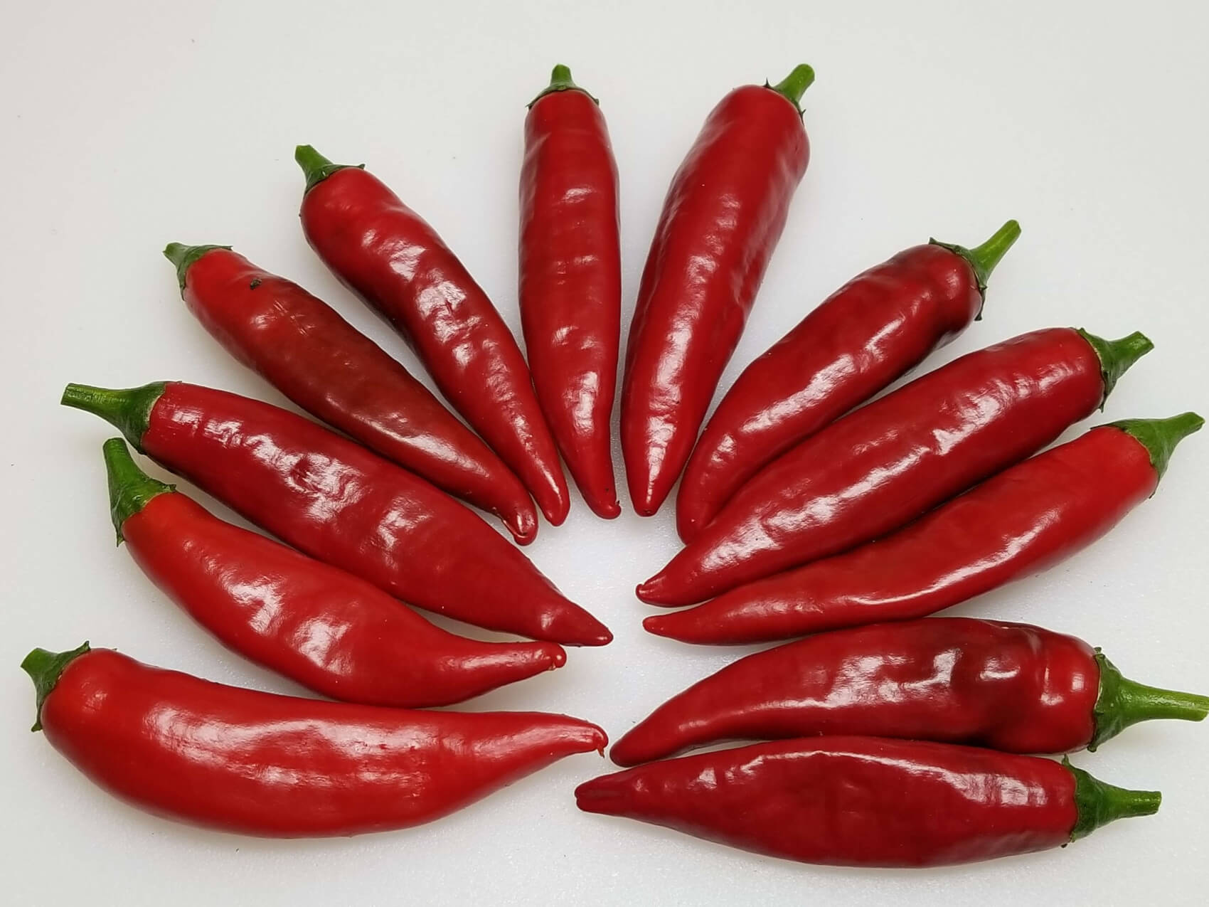ChilesKoriSitakame6 2018 2