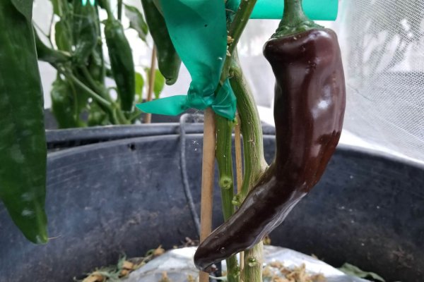 ChilesNegrodeValle8 2018