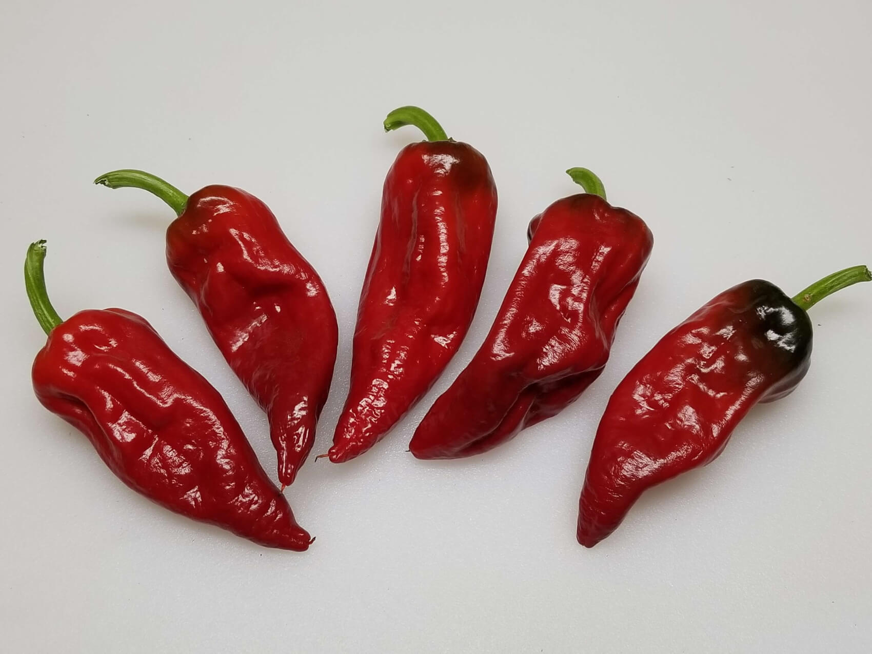 ChilesTarahumara4 2018