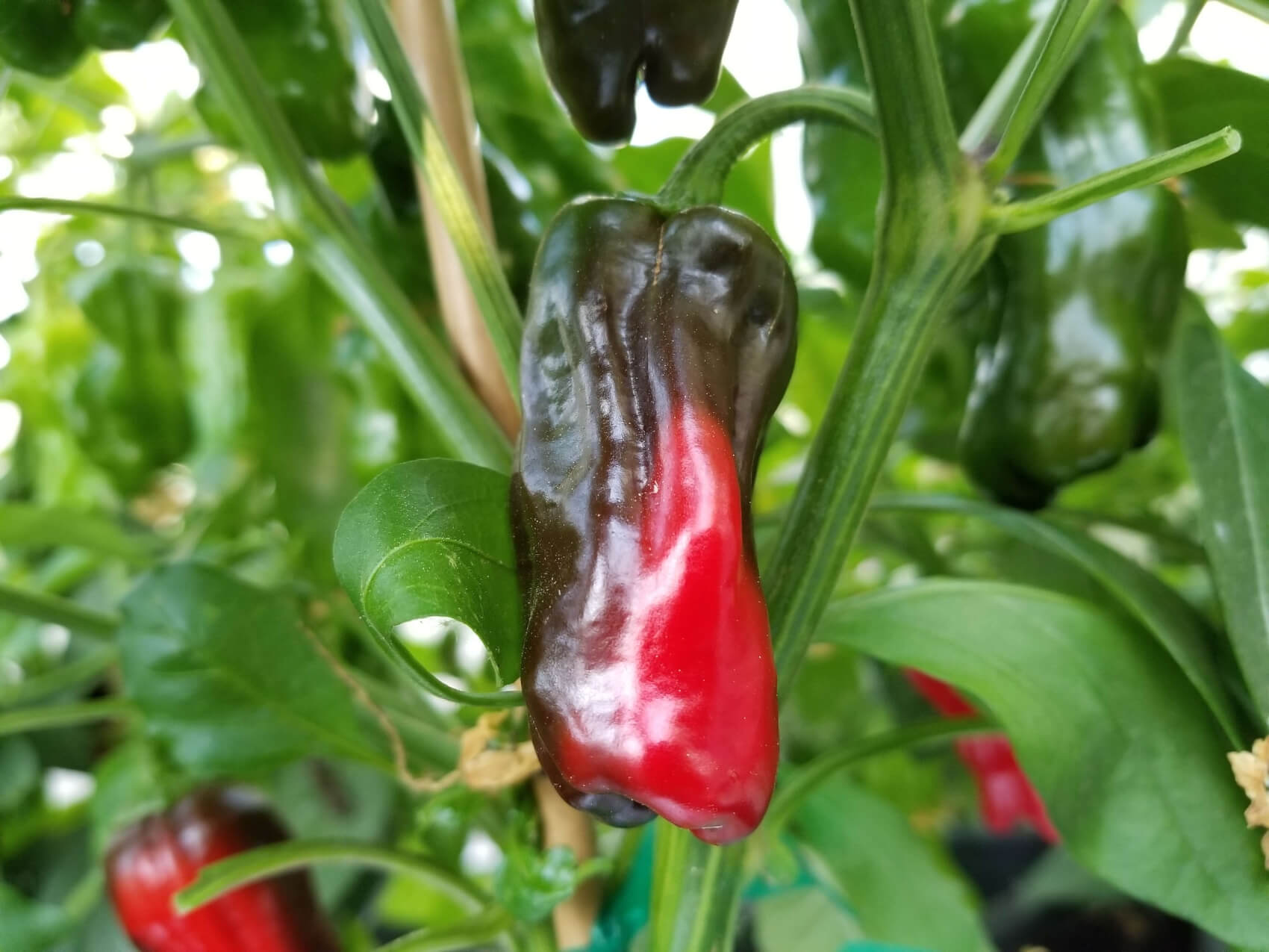 Ise Pepper Plants Super Hot Chiles