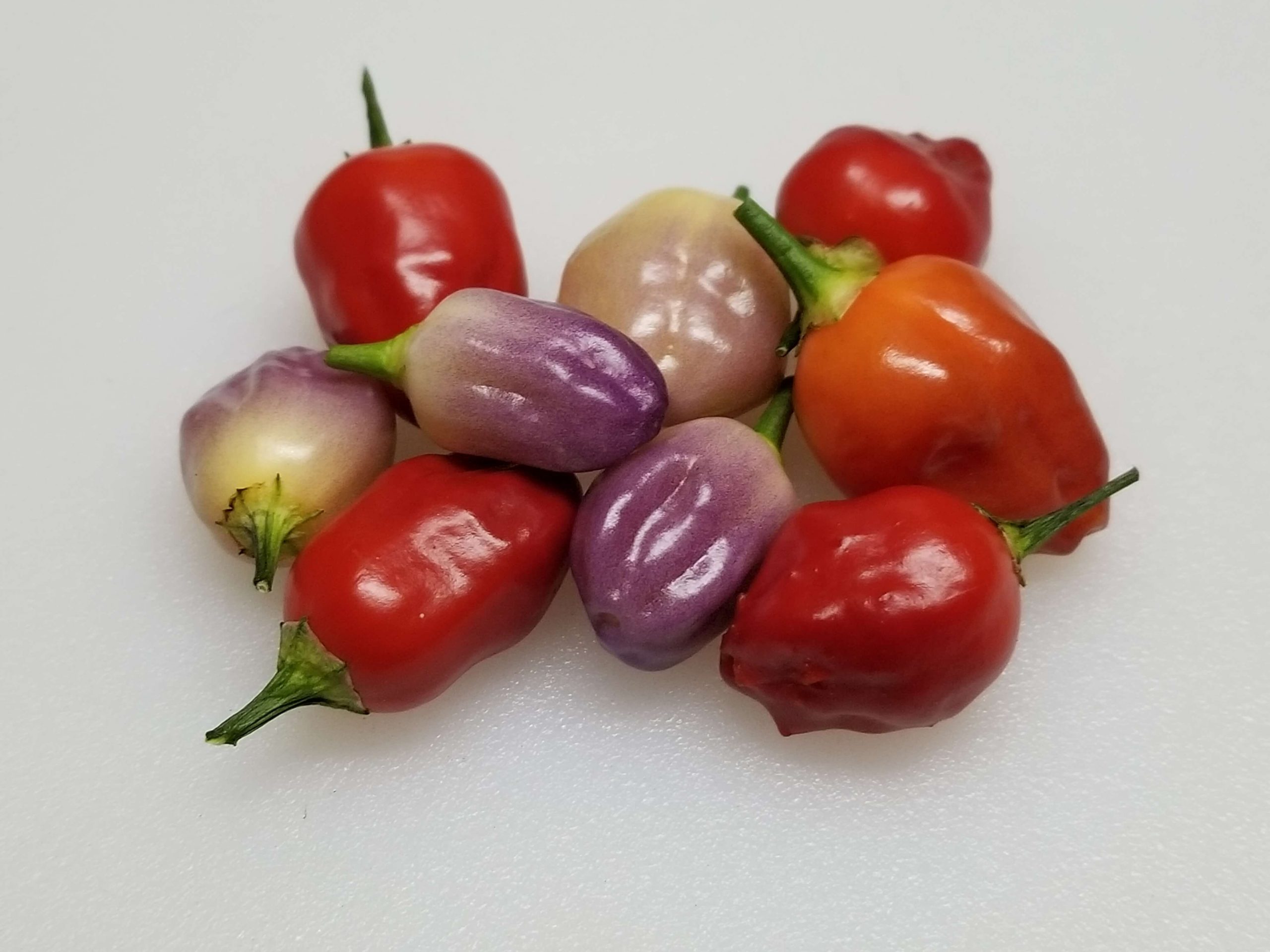 ChilesAjiAyuyo7 2019