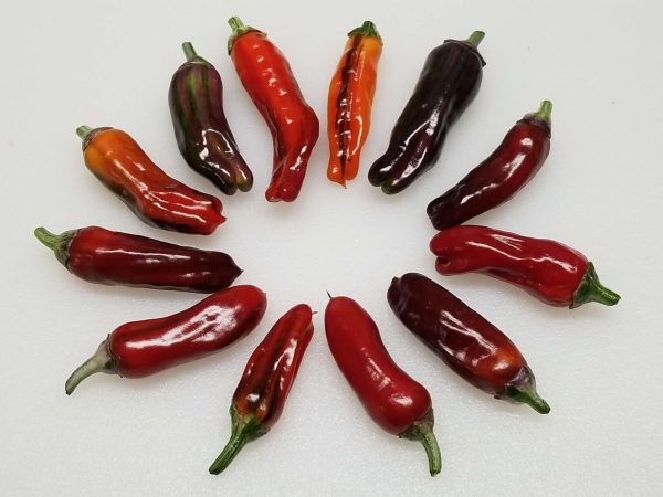 ChilesPurpleCachoW7 2019