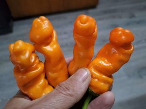 ChilesPeterPepperOrange4 2019