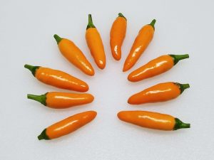ChilesOrangeBird2 20182