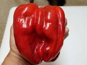 chilesAntepAciDolma12 2018