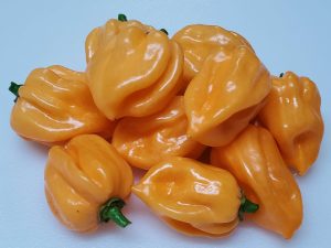 ChilesPeachScotchBonnet12 2020