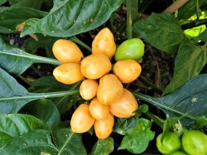 ChilesPimentaCaixo9 2020