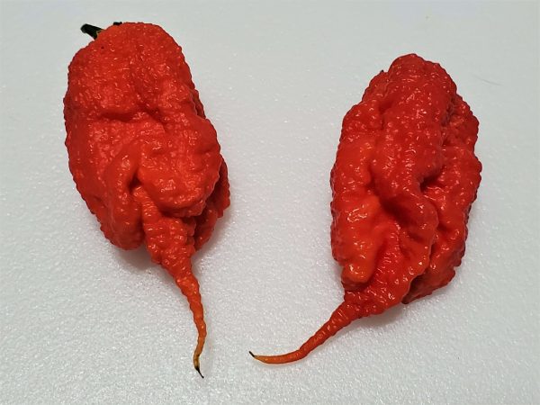 ChilesPrimotalii4 2020
