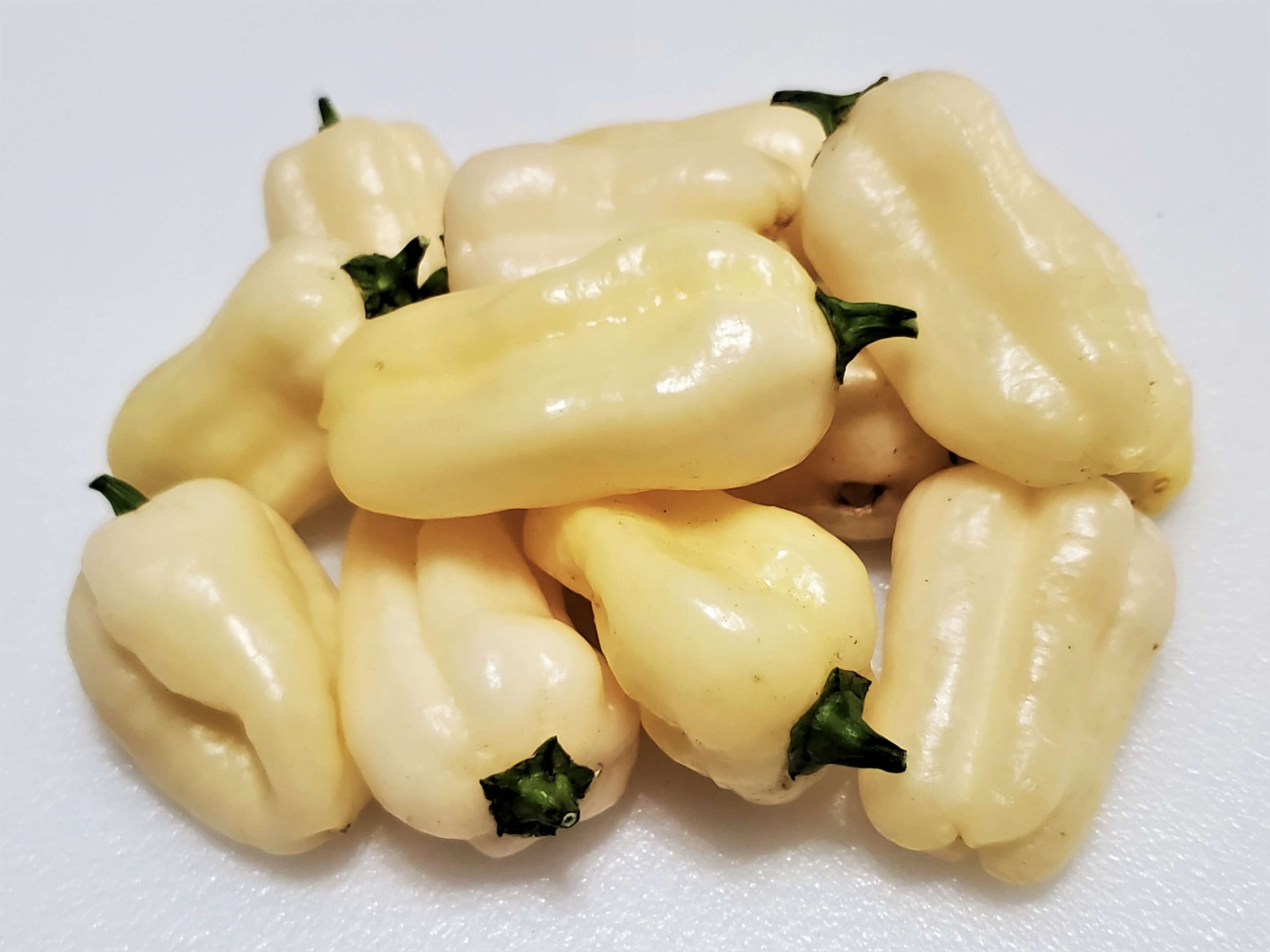 White chili pepper plant