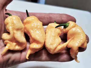 ChilesThorsHammerPeach11 2020