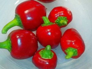 ChilesCalabrian1 2017