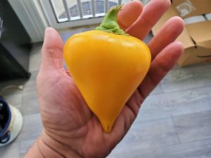 ChilesOrangeLesya1 2021