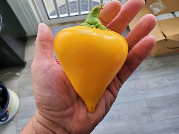 ChilesOrangeLesya1 2021