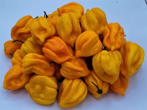 ChilesStLuciaScotch8 2021