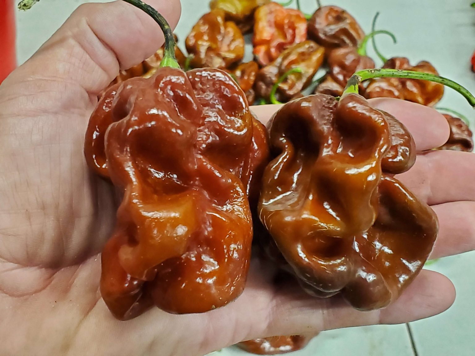 Giant Chocolate Habanero Pepper Seeds Super Hot Chiles