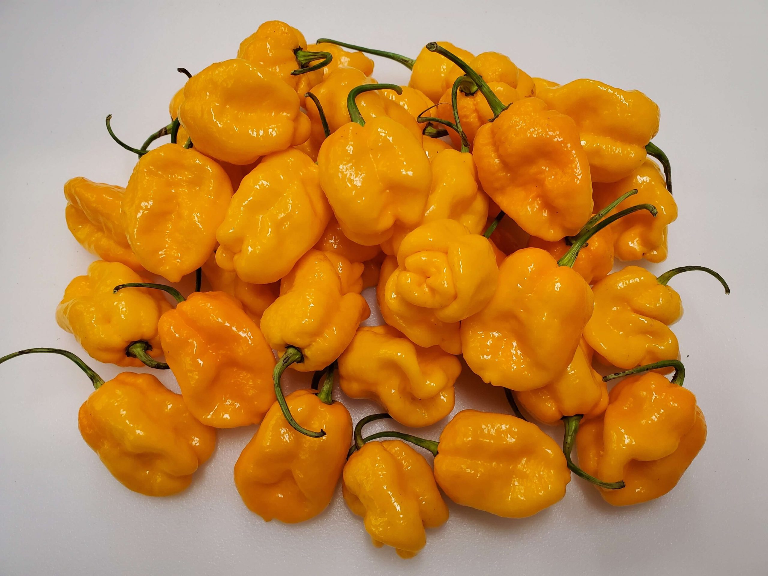 How Hot Is Scotch Bonnet Peppers