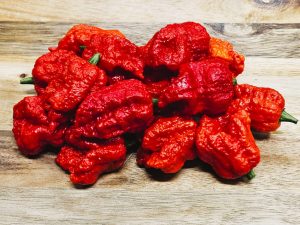 ChilesBeastPepper#8 2024