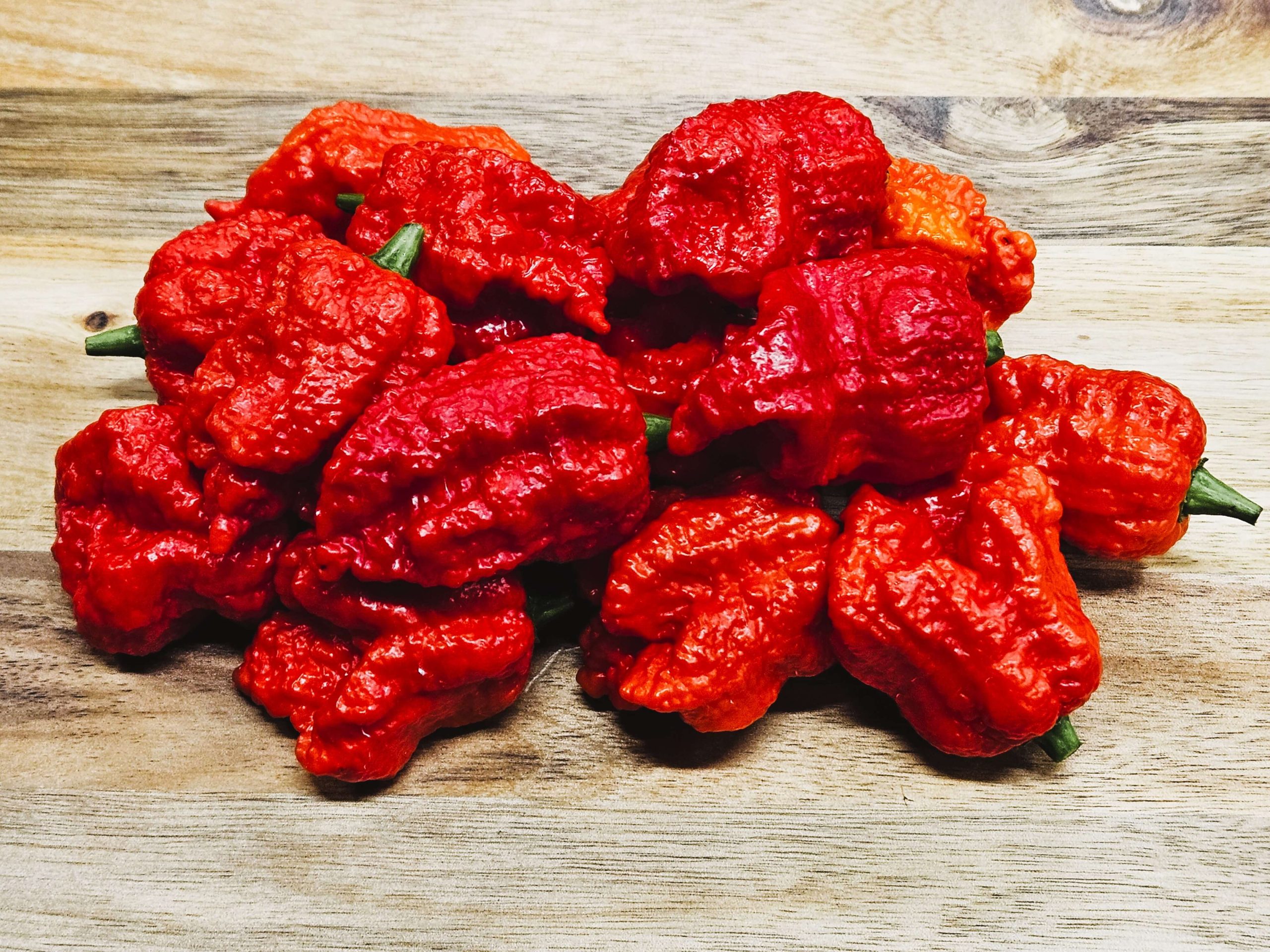 ChilesBeastPepper#8 2024