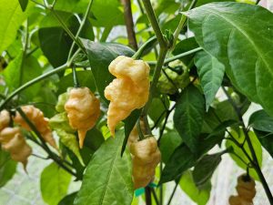 ChilesTiberiusMaulerPeach#11 2024