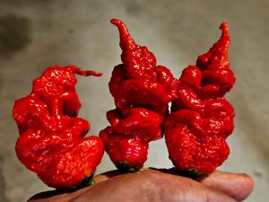 ChilesTiberiusMaulerRed#25 2024