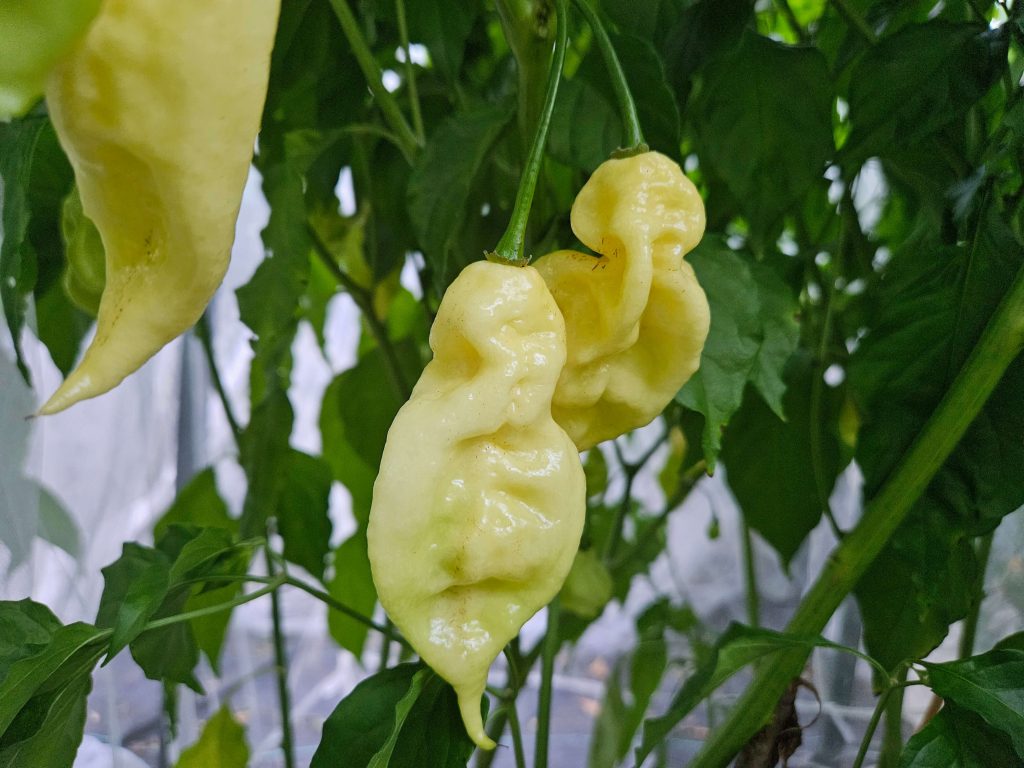 White Ghost Scorpion Pepper Seeds Super Hot Chiles